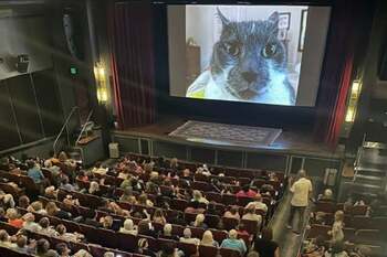 Pisicile devin staruri de cinema pentru o cauză nobilă. Felinele cuceresc marile ecrane într-un film global care (…)