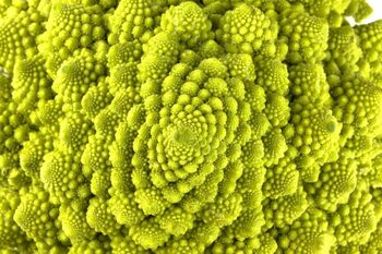 O plantă fosilizată de 407 milioane de ani contrazice regulile secvenței Fibonacci