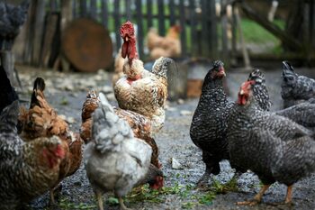 Se pune limită pentru fermele din curte. Amenzi de până la 6.000 de lei pentru cei care cresc ANIMALE la curte