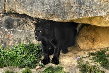 Pantera neagră revine! Autoritățile din Bulgaria sunt în stare de alertă după ce i-ar fi fost semnalată prezența în (…)