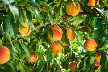 Beneficiile consumului de PIERSICI. Un scut natural pentru întregul organism, dar periculos pentru anumite (…)