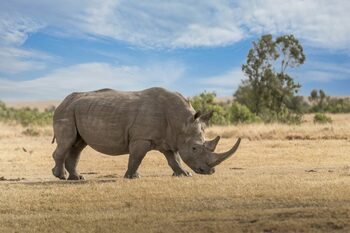 Recuperarea unor fragmente de proteine ​​vechi de 24 de milioane de ani de la animale dispărute deschide un „nou (…)