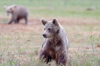 Unul dintre puii ursoaicei împușcate pe Transfăgărășan, salvat și dus la centrul din Zărnești