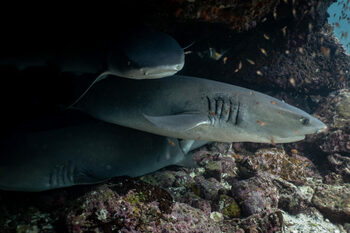 Un rechin a ucis o persoană și a rănit grav o alta, în Australia