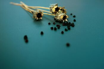 „Aurul negru”, condimentul milenar care îmbunătățește nivelul colesterolului și combate obezitatea