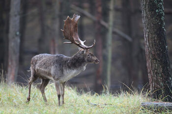 Cerbul lopătar a apărut în mai multe păduri din România, după o absență de zeci de ani