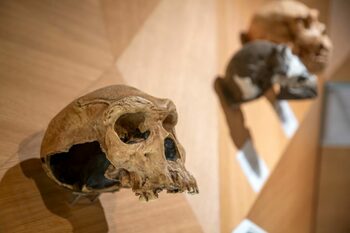 Ce s-a întâmplat după ce oamenii de știință au introdus gene de Neanderthal și Denisovan la șoareci?