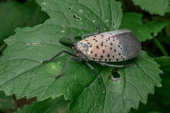 Cea mai nouă delicatesă din Statele Unite? Mierea produsă din excrementele insectei lanternfly