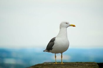 Politicienii au cerut organizarea unui summit pe tema pescărușilor la nivelul întregii Scoții, pe fondul (…)