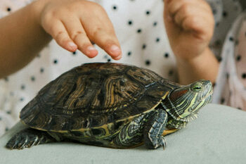 Câini și țestoase în sălile de grădiniță: Noua lege din Estonia stârnește controverse