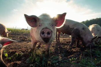 Croaţia sacrifică 10.000 de porci din cauza pestei porcine
