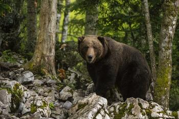 Un bărbat din Vâlcea a fost atacat de urs în timp ce se întorcea cu animalele la stână