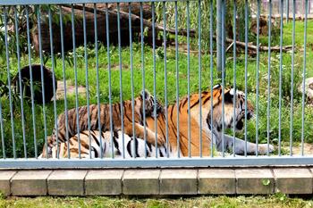 Un bărbat din Dâmboviţa şi-a făcut Zoo în propria curte. Cât cerea vecinilor pentru a-i lăsa să vadă tigrii