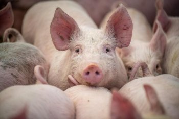 Cum să estimezi greutatea porcului fără cântar. Metoda cu ruleta