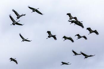 Gripă aviară în Germania: Peste 400.000 de păsări au fost sacrificate