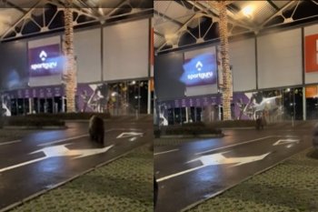 „Moș Martin a venit la cumpărături”. Imagini cu un urs alergând printre mașini în parcarea unui mall din Brașov