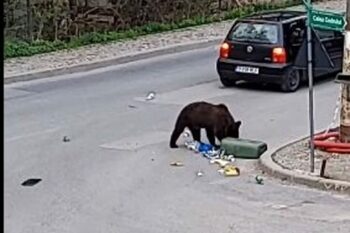 Alertă în Sinaia! Un urs a fost văzut în toiul zilei pe o stradă importantă