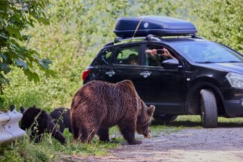 Lege nouă în România: urșii care intră în localități pot fi împușcați, amenzi uriașe pentru cei care îi hrănesc