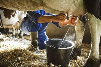 Nu e o glumă: Vaca poate să dea și alcool nu numai lapte! Poți face vodcă