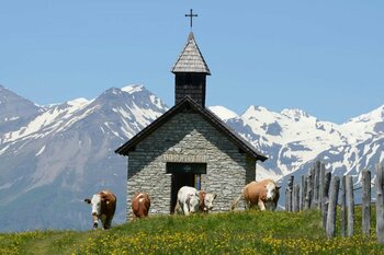 Un turist a murit strivit de copitele unei cirezi de vaci, în Alpii austrieci