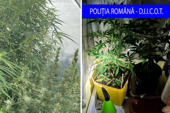 Hotărâre definitivă în cazul cortului cu canabis amenajat într-un garaj, lângă Oradea. Trei persoane merg la închisoare