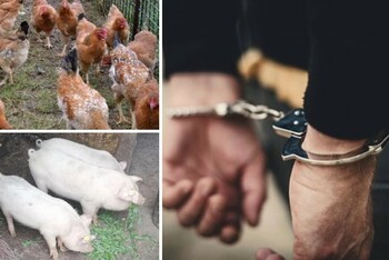Urmărit național pentru „găinării”. Un bihorean condamnat pentru furt de găini și purcei, prins de polițiști