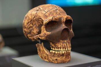 ADN-ul neanderthalian ar putea fi cauza unor malformații cerebrale moderne
