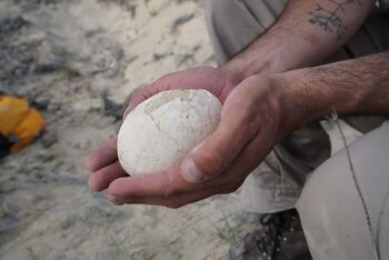 Un ou de dinozaur perfect conservat, vechi de 70 de milioane de ani, a fost descoperit și ar putea conține un embrion