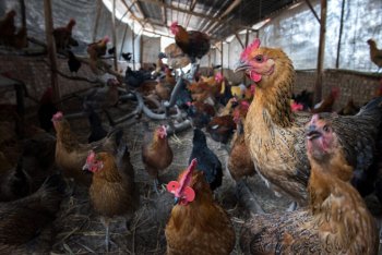 O activistă din California, condamnată la închisoare după ce a luat găini dintr-o fermă ”pentru a le salva”