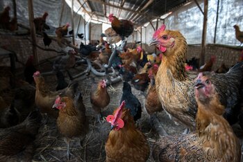 Răspândirea rapidă a gripei aviare în Europa provoacă îngrijorări privind o nouă criză / Milioane de păsări de (…)