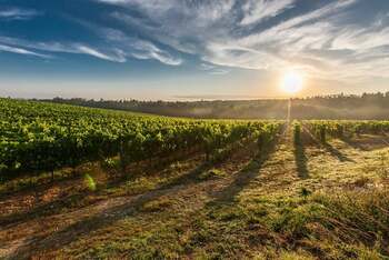 Zeci de hectare de viţă de vie au ars la Zimnicea / Focul a fost pus de o persoană rămasă neidentificată
