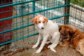 Federația Națională pentru Protecția Animalelor: După 25 de ani de eșec, autoritățile recunosc că sterilizarea este (…)