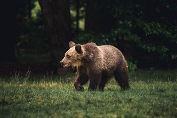 Slovacia ia măsuri de monitorizare a populaţiei de urși după mai multe atacuri asupra oamenilor