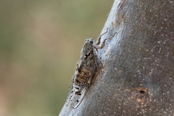 Insectele care i-au terorizat pe bucureșteni: Zgomotul cicadelor poate atinge chiar și 100 de decibeli