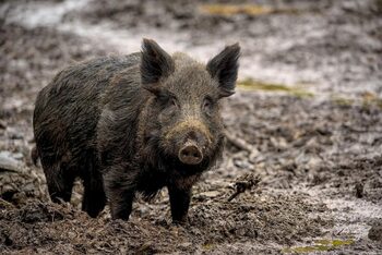 Orașul din România în care mistreții se plimbă pe străzi. Localnicii spun că nu sunt singurele animale sălbatice din (…)