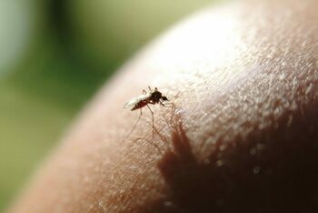 Virusul tropical CHIKV a ajuns în Europa. Specialiștii trag un semnal de alarmă și avertizează populația