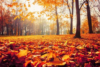 Temperaturi de vară la final de octombrie. Prognoza anunțată de ANM
