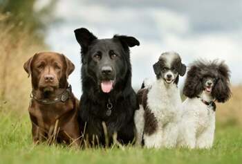 Două rase de câini de mărime medie care îi sperie pe medicii veterinari. Aspectul spectaculos ascunde boli ereditare (…)