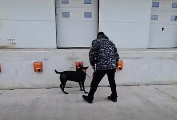 VIDEO demonstrativ: Câinii de la Autoritatea Vamală din România în acțiune. Cum se antrenează pentru a combate (…)