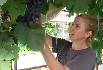 Mihaela a investit 10.000 de euro, iar acum vinde kilogramul cu 18 lei. Recolta, gata cu 3 luni mai repede