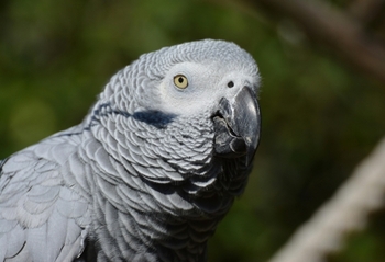 Incident bizar la zoo: Cinci papagali s-au învățat reciproc să le vorbească urât vizitatorilor