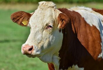 APIA primește până la 28 octombrie cererile pentru acordarea ajutorului în sectorul creșterii animalelor