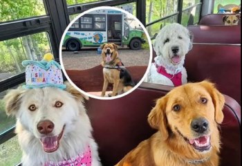 Câinii nu mai stau singuri acasă, ci merg zilnic la școală cu autobuzul, învață, se joacă și scapă definitiv de (…)