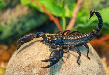 Zeci de scorpioni carpatini observaţi sub roci într-o comună din Buzău, pe fondul temperaturilor ridicate