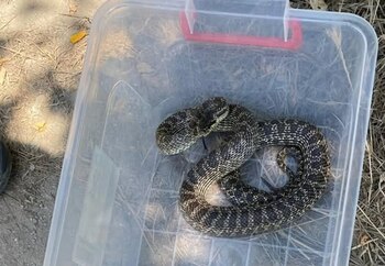 Un „balaur dobrogean” i-a băgat în sperieți pe oamenii din Gara Mangalia. Au intervenit jandarmii care au capturat (…)