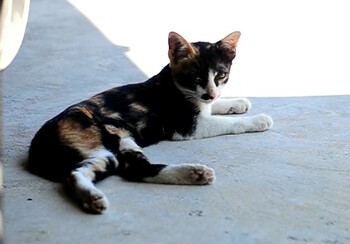 Japonezii au descoperit tratamentul care ar putea prelungi viața pisicilor până la 30 de ani