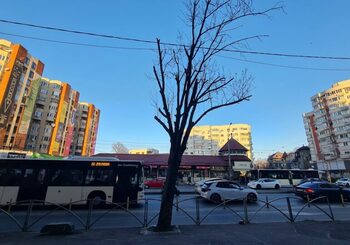 Primăria Capitalei a majorat drastic amenzile pentru mutilarea arborilor. Oamenii lui Voiculescu au luptat dur (…)