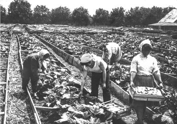 Baicu Milea, fost prim-secretar al județului Brăila: „Insula Mare a Brăilei era renumită pentru soia, care se (…)