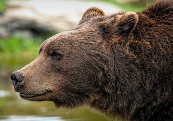 Cum abordează românii prezenta urșilor în zone aglomerate. „Nu sunt ca Baloo din Cartea Junglei. Sunt total diferiți”