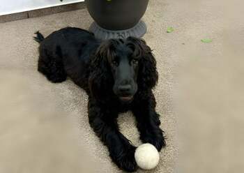 Cățelușa Katya scoate oamenii în stradă: Protest în fața secției de poliție unde funcționează Biroul pentru (…)